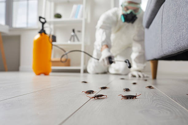 Affordable Termite Control solutions in Eielson AFB, AK
